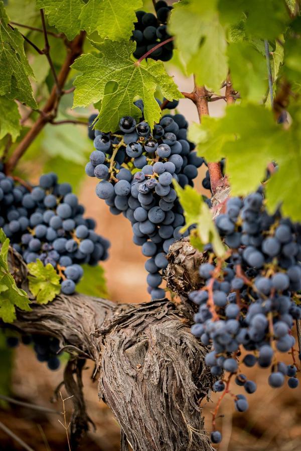 Domaine Rabiega - Vineyard And Boutique Hotel Draguignan Exterior photo