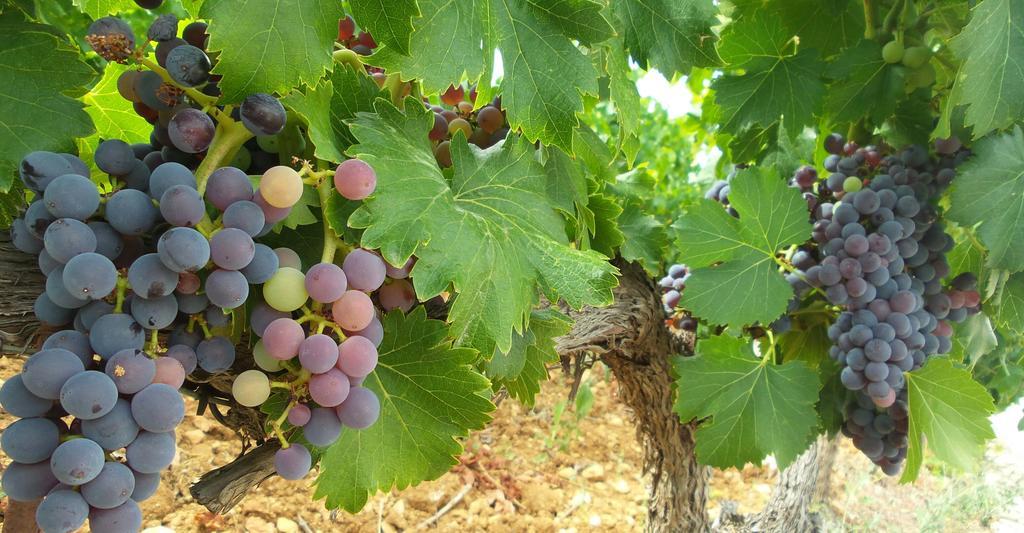 Domaine Rabiega - Vineyard And Boutique Hotel Draguignan Exterior photo